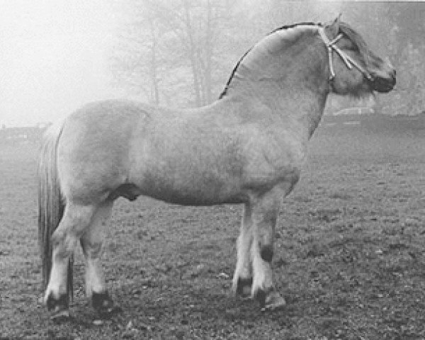 Deckhengst Arin N.1937 (Fjordpferd, 1982, von Hovdaren N.1835)