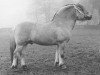 stallion Arin N.1937 (Fjord Horse, 1982, from Hovdaren N.1835)