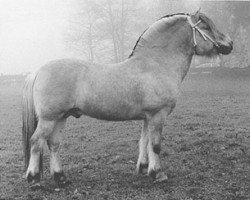 stallion Arin N.1937 (Fjord Horse, 1982, from Hovdaren N.1835)