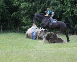 broodmare Romina MA (Westphalian, 2005, from Ron William)