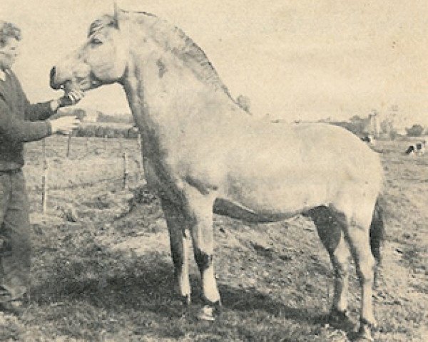 stallion Oostman (Fjord Horse, 1956, from Øygård Damgård)