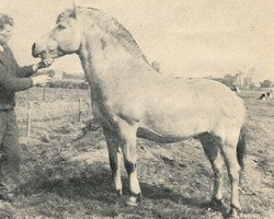 stallion Oostman (Fjord Horse, 1956, from Øygård Damgård)