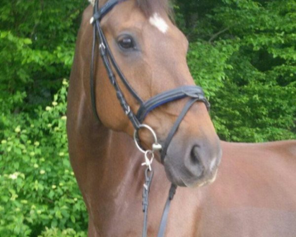 dressage horse Doberan (Hanoverian, 2001, from Donnerhall)
