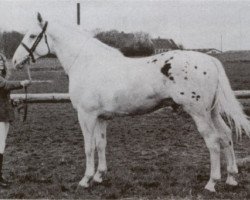 stallion Aladdin 76 KNN (Knabstrupper, 1973, from Aly Scarlett xx)