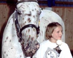 broodmare Merle (Knabstrupper, 1986, from Rasmus af Damgård)