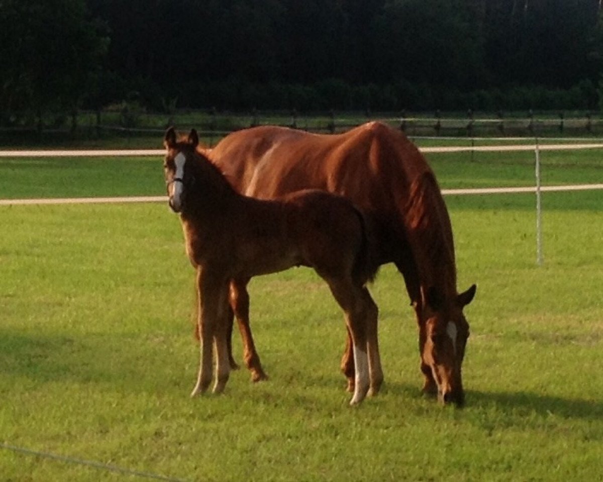 broodmare Bonadea (Hanoverian, 1998, from Bon Bonaparte)