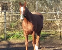 broodmare Gertrud 13 (Mecklenburg, 2006, from Grabensee)