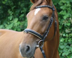 dressage horse Let's Dance 87 (Rhinelander, 2008, from Luminatus)