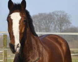 Springpferd Titus van de Grundeval Z (Zangersheide Reitpferd, 2003, von 'T Is Voltaire)