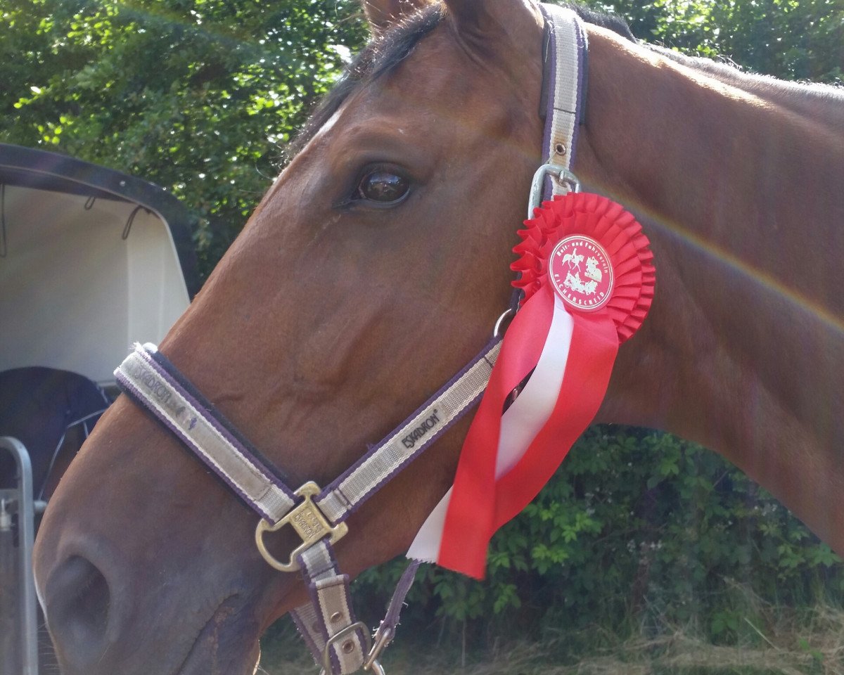 Springpferd Chanel A.H. (Zweibrücker, 2010, von Clever and Smart)