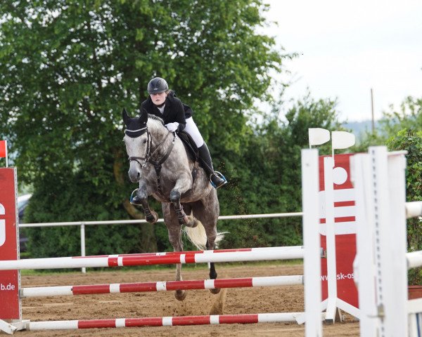 dressage horse Lucyana 8 (Württemberger, 2007, from Lancerto)