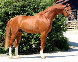 dressage horse Feroxx (Oldenburg, 2013, from For Romance I)