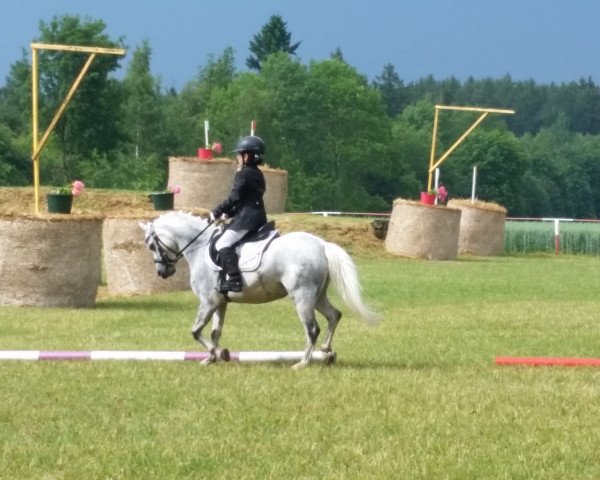 dressage horse Vier Jahreszeiten Top Gun (Welsh mountain pony (SEK.A), 2006, from Eppynt Top Gun)