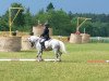 dressage horse Vier Jahreszeiten Top Gun (Welsh, 2006, from Eppynt Top Gun)