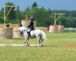 dressage horse Vier Jahreszeiten Top Gun (Welsh, 2006, from Eppynt Top Gun)