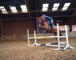 jumper Cosima (Oldenburg show jumper, 2010, from Century)