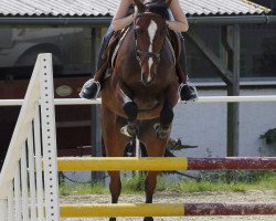 broodmare Filane's Nesquick (German Riding Pony, 2011, from For Kids Only)