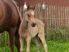 dressage horse Marie (German Riding Pony, 2016, from Movie Star)