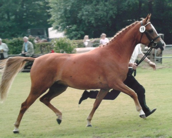 broodmare Juliet (German Riding Pony, 1999, from Jacobspeel's Rocky)