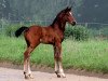 jumper Count Louis (Hanoverian, 2016, from Cachassini)