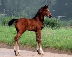 Springpferd Count Louis (Hannoveraner, 2016, von Cachassini)