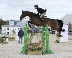 jumper Bull Run's Living (Zangersheide riding horse, 2009, from Quasimodo Z)