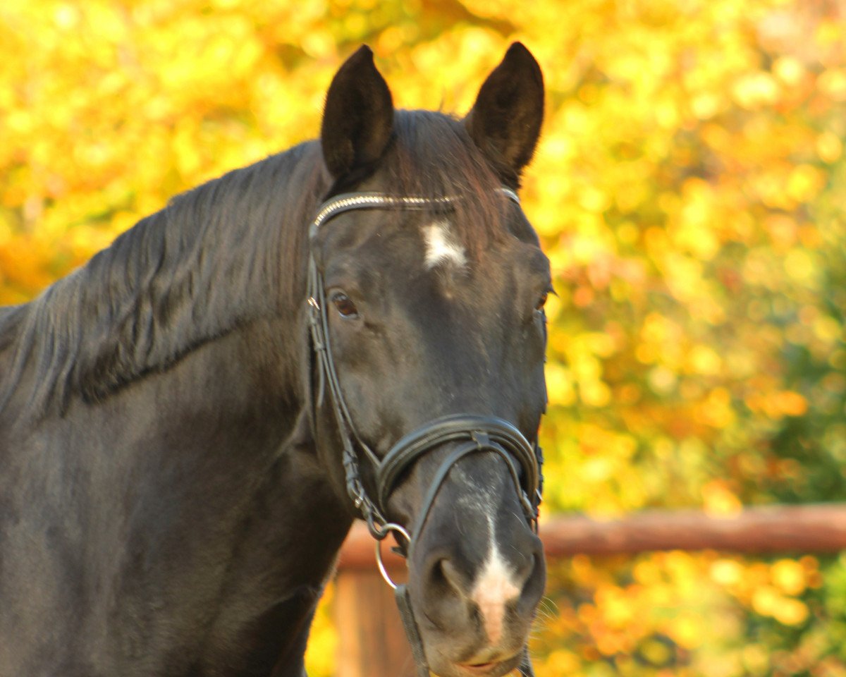 horse Charming Dancer 2 (Hanoverian, 1998, from Convoi)