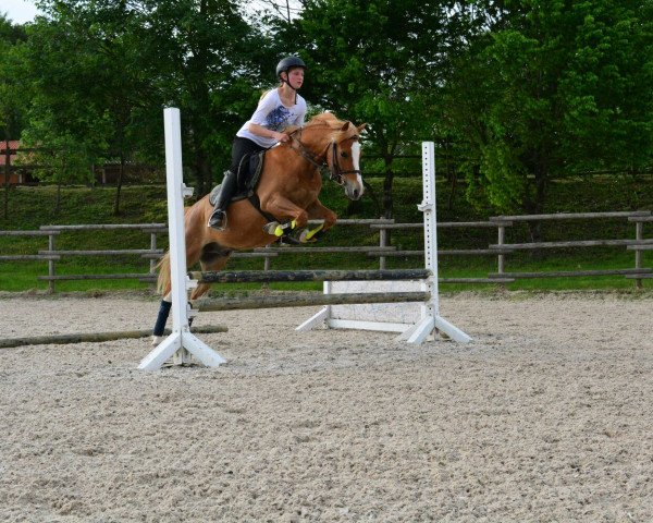 jumper Loriot (German Riding Pony, 2011, from Like Luxus)