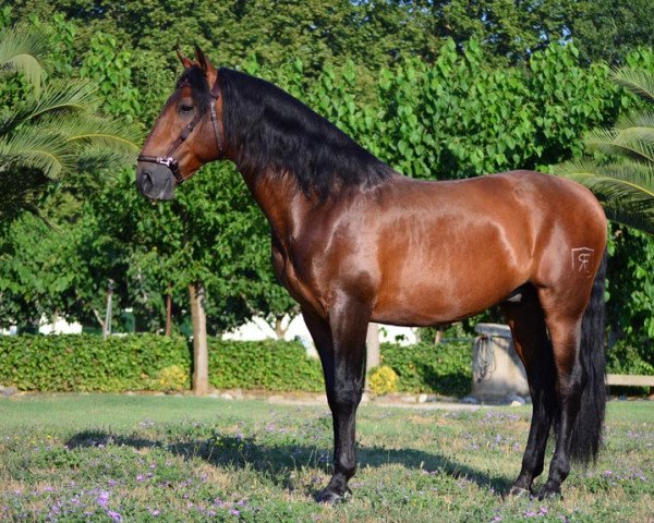 horse Granadino (Pura Raza Espanola (PRE), 2009)