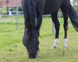 dressage horse Londra Rubina (Hanoverian, 2008, from Londonderry)