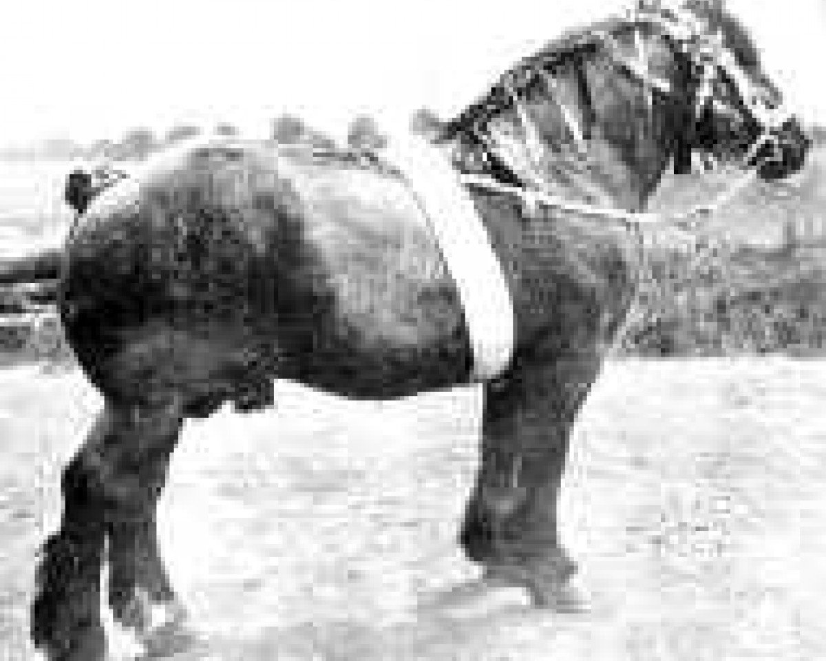 Deckhengst Avenir de Salmonsart B.S. 29/2062 (Brabanter/Belgisches Kaltblut, 1925, von Avenir d'Herse)