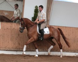 dressage horse Stute von Don Nobless/Rotspon (Hanoverian, 2012, from Don Nobless)