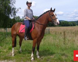 dressage horse Don Pinto (Freiberger, 2012, from Nautilus (9,375% ox))