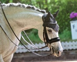 dressage horse Sir David Copperfield (Oldenburg, 2008, from San Amour I)