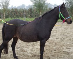 broodmare Golden Baby (New Forest Pony, 1988, from Chungel Fury)