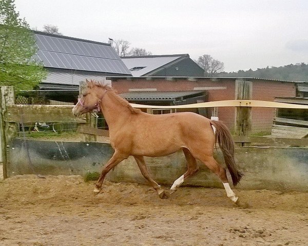 dressage horse Doppelkeks (German Riding Pony, 2012, from FS Daddy Cool)