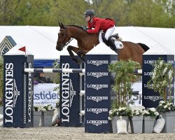 jumper Coco Chambato (Holsteiner, 2003, from Chambertin)