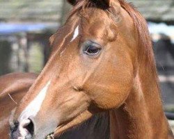 broodmare Dolores (German Riding Pony, 2002, from Dancing Fox 2)