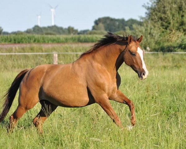 broodmare Dacota (German Riding Pony, 2003, from Dancing Fox 2)
