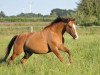 broodmare Dacota (German Riding Pony, 2003, from Dancing Fox 2)