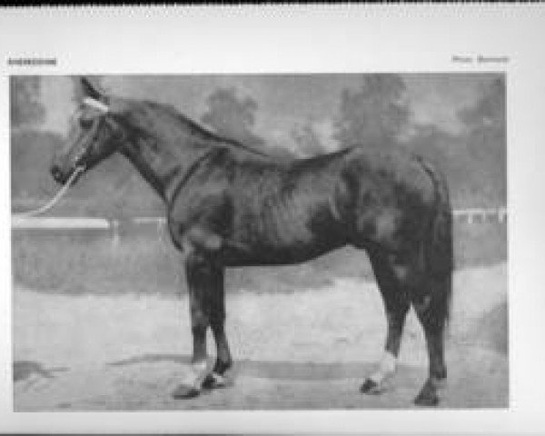 horse Khereddine (Selle Français, 1954, from Babouino xx)