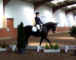 dressage horse Don Calino (Oldenburg, 2008, from Daddy Cool)