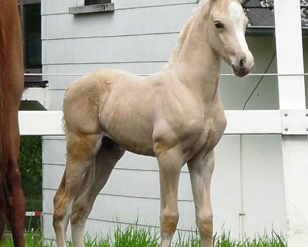 dressage horse RM Golden Djoke (German Riding Pony, 2016, from HET Golden Dream)