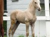 Dressurpferd RM Golden Djoke (Deutsches Reitpony, 2016, von HET Golden Dream)