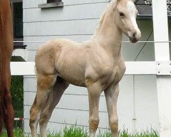 Dressurpferd RM Golden Djoke (Deutsches Reitpony, 2016, von HET Golden Dream)