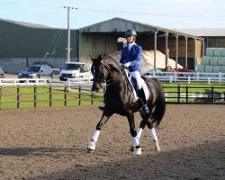 jumper Eldorado (KWPN (Royal Dutch Sporthorse), 2009, from Special D)