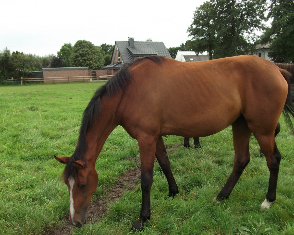 broodmare Descara (Oldenburg, 2013, from Damsey FRH)