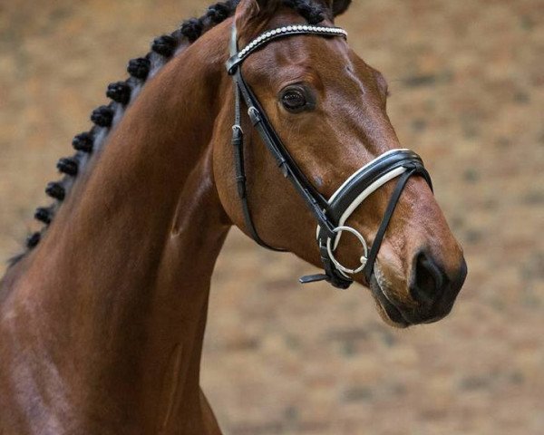 dressage horse Graaf Leatherdale T (Dutch Warmblood, 2011, from Lord Leatherdale)