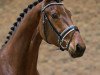 dressage horse Graaf Leatherdale T (KWPN (Royal Dutch Sporthorse), 2011, from Lord Leatherdale)