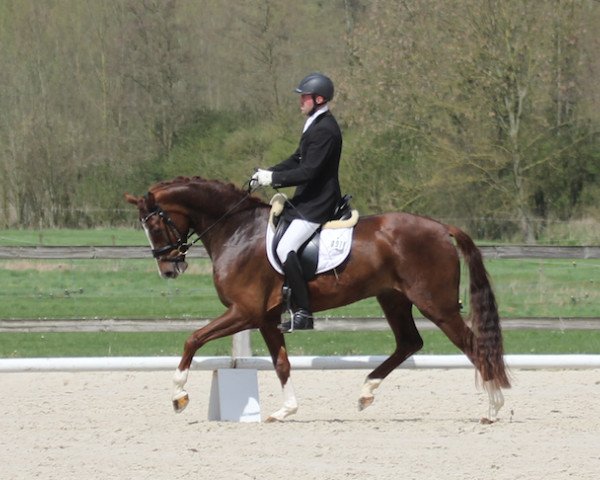 dressage horse Friendscout (Hanoverian, 2011, from Fuechtels Floriscount OLD)